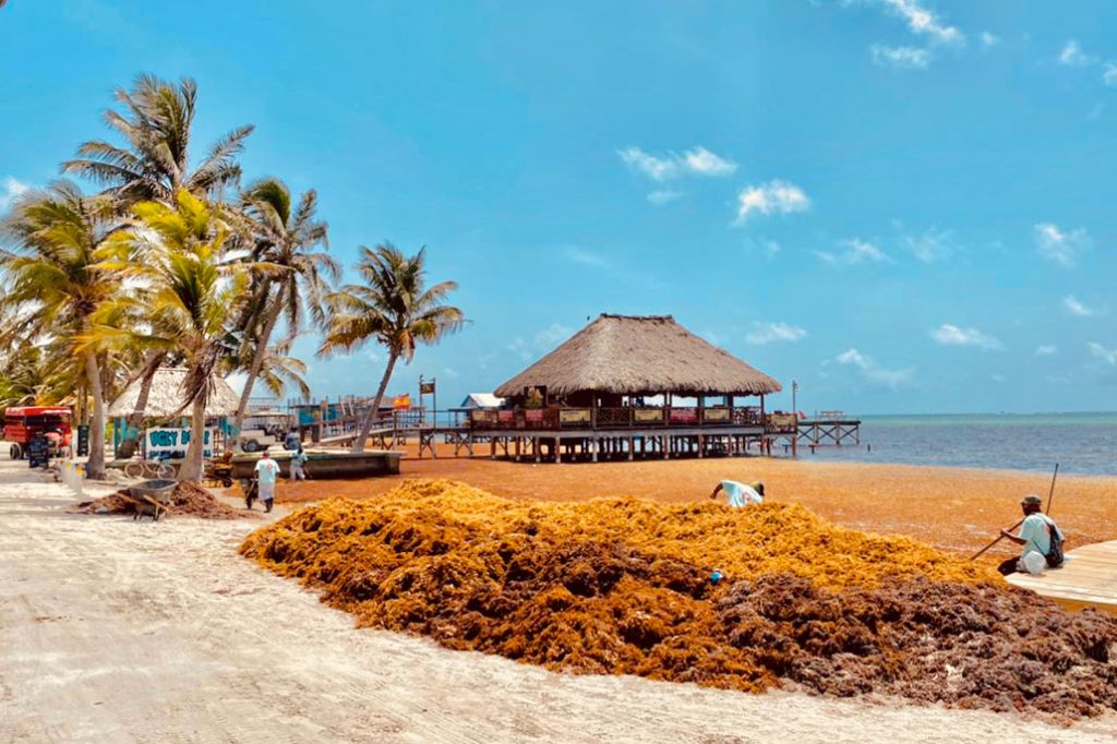 Town Meeting Called as Sargassum Problem Worsens 7