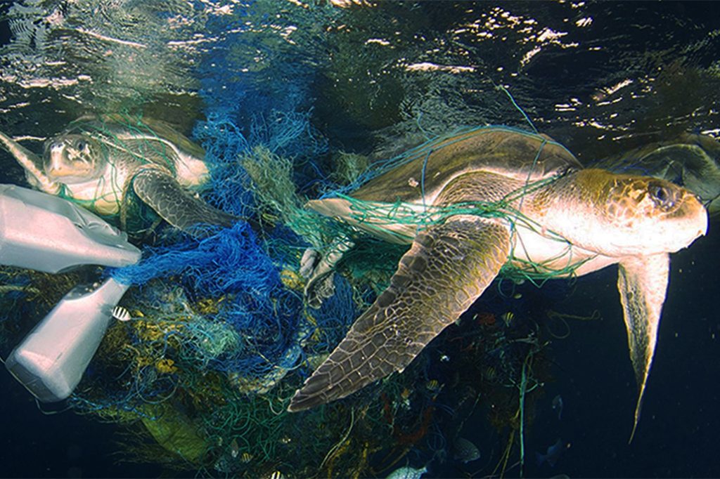 Belizeans Trained in Study of Marine Litter 7