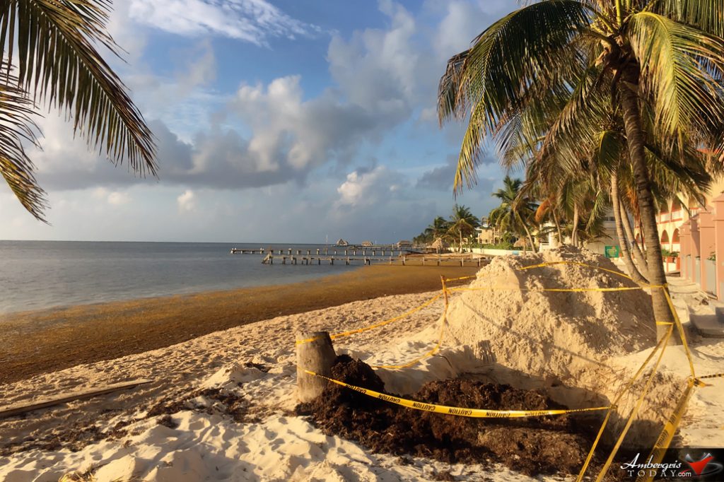 Resorts Are Building Beaches with Sargasso 1