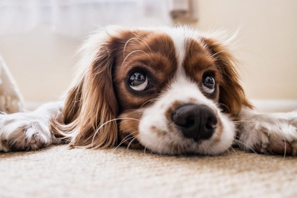 Canine Distemper Is A Threat To Your Puppy And Dog 22