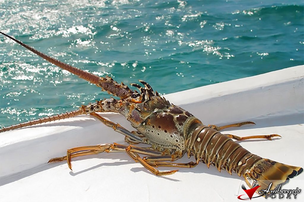 Lobster Fishing Season Officially Closed 19