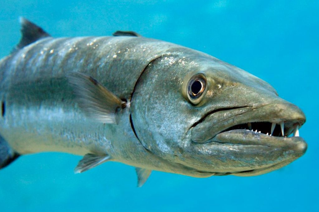 Suspected Ciguatera Poisoning Detected in Fish Consumers 13