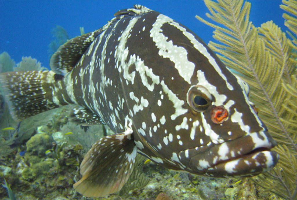 Closure of Nassau Grouper Season 16