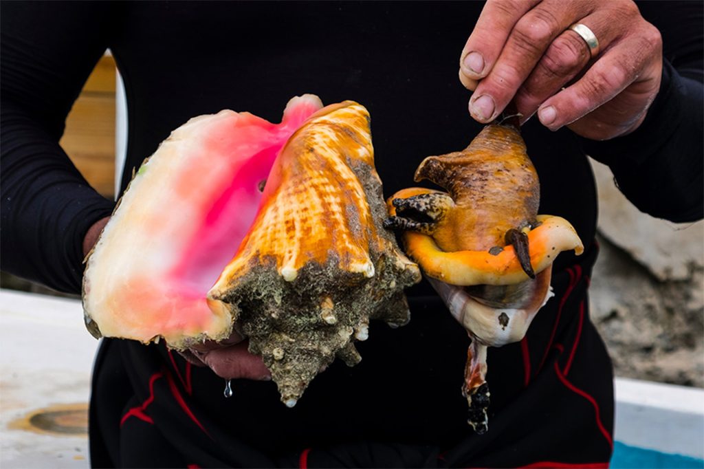 Public Notice - Closure of Conch Season 21