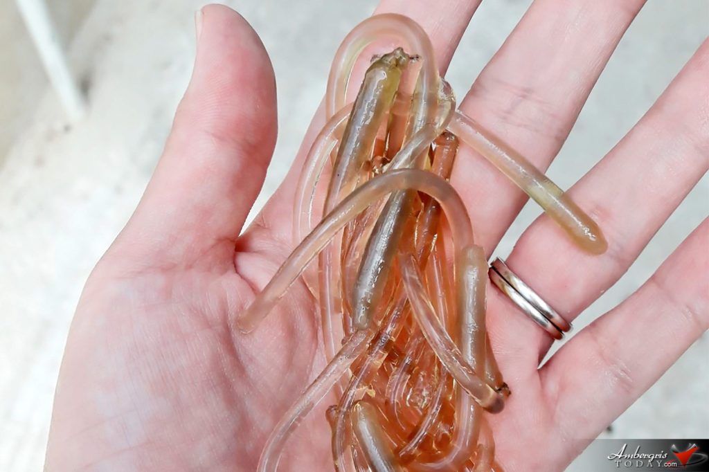 Would You Dare Eat Conch Penis? 7