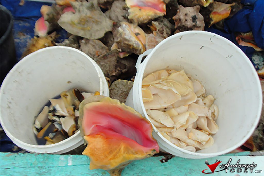 Closure of Conch Season 2018 7