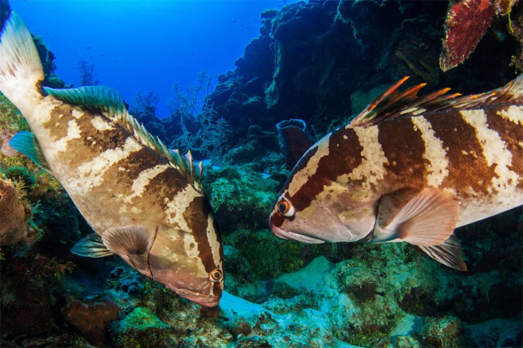 Nassau Grouper Is Now Critically Endangered 8