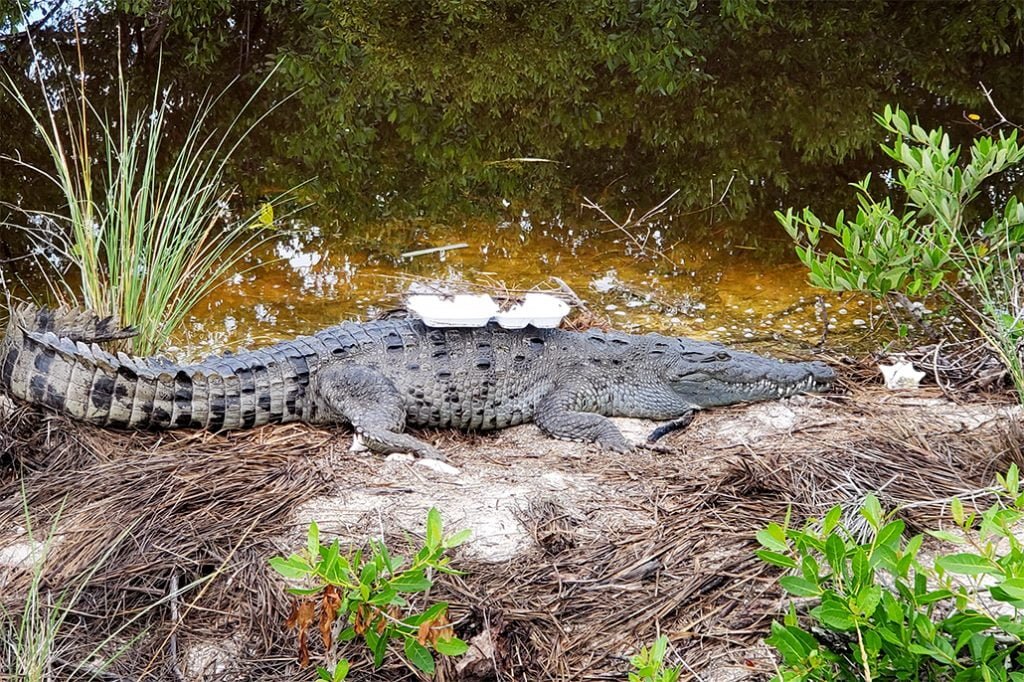 Letter to the Editor: Crocodile Tears 3