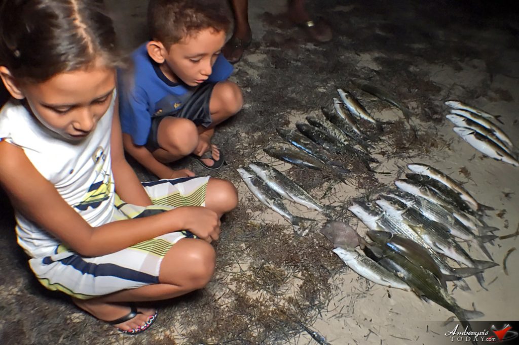 Dead Bonefish Wash Up on Shore on Ambergris Caye, Residents Concerned 6