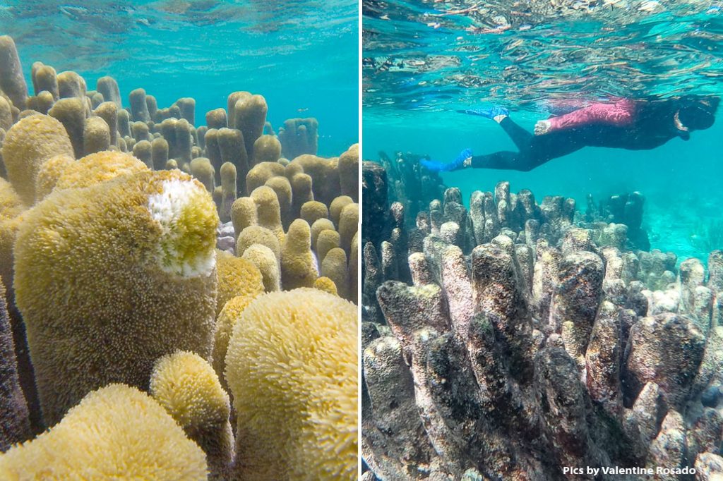 San Pedro’s Coral Reef Pillar Garden Is Gone Forever 3