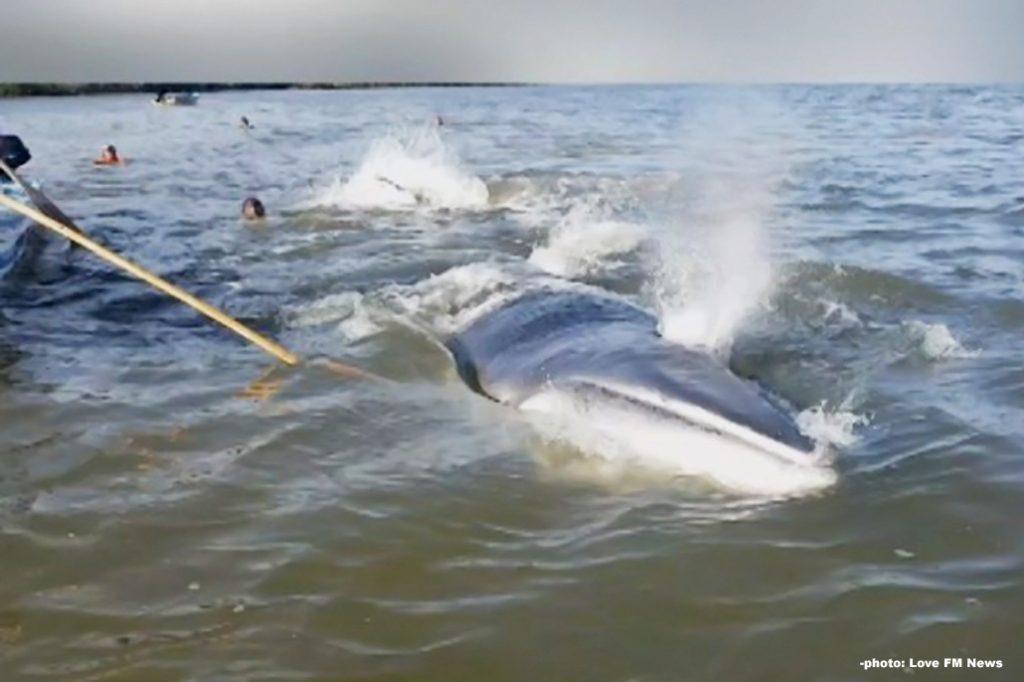 Second Whale Death Reported in Belizean Waters 3