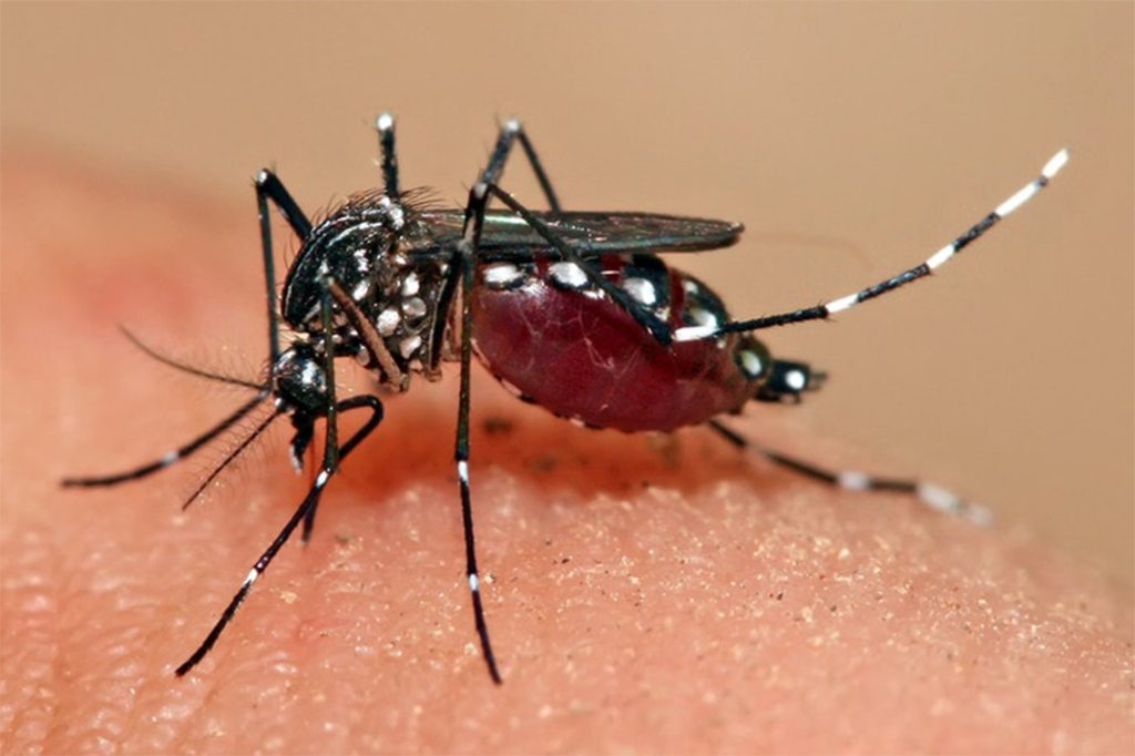 Dengue Outbreak In Belize 5