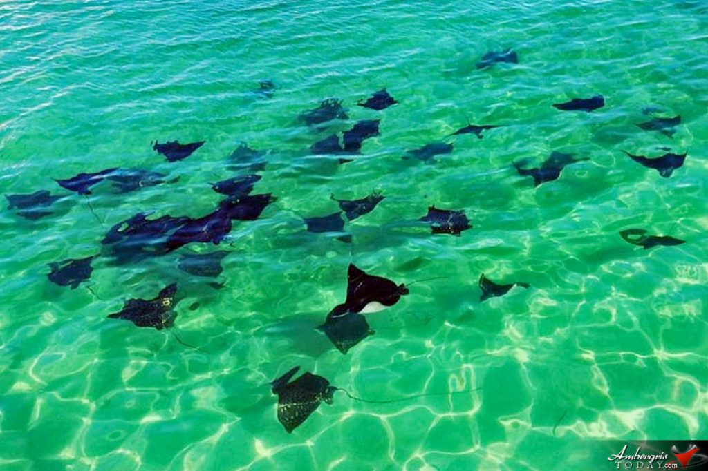 Beautiful Gathering of Spotted Eagle Rays on Ambergris Caye 9
