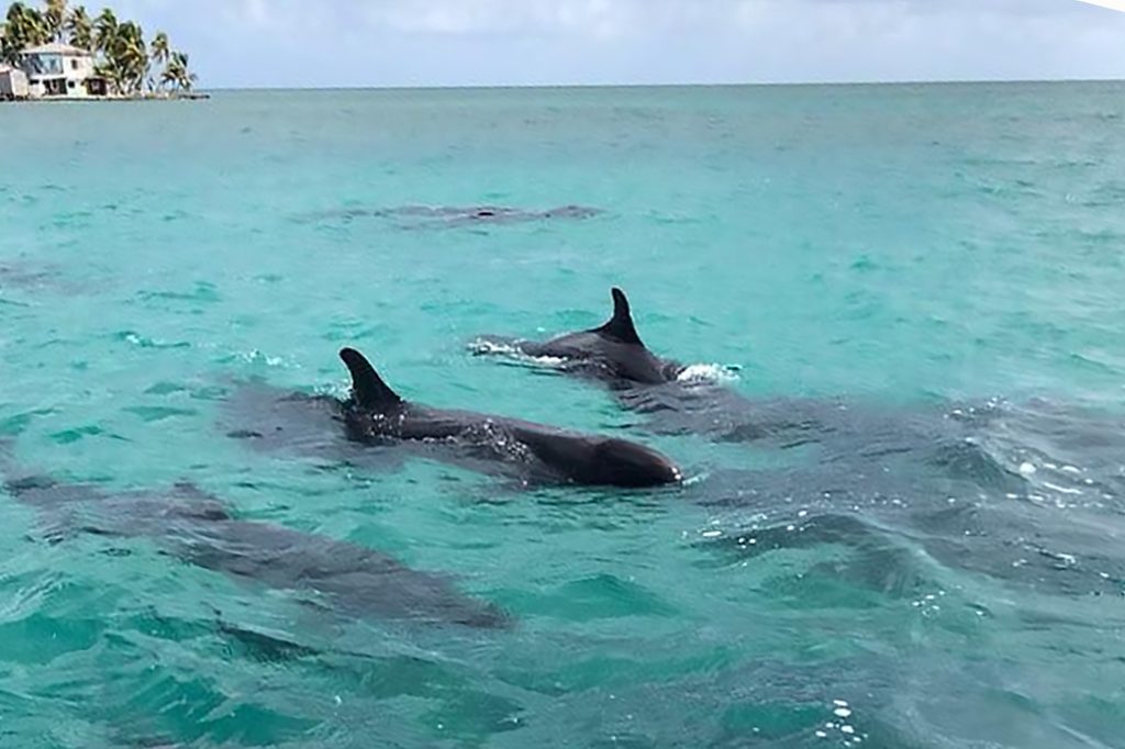 A Pod of False Killer Whales "Lost" in Belize’s Shallow Coastline 14