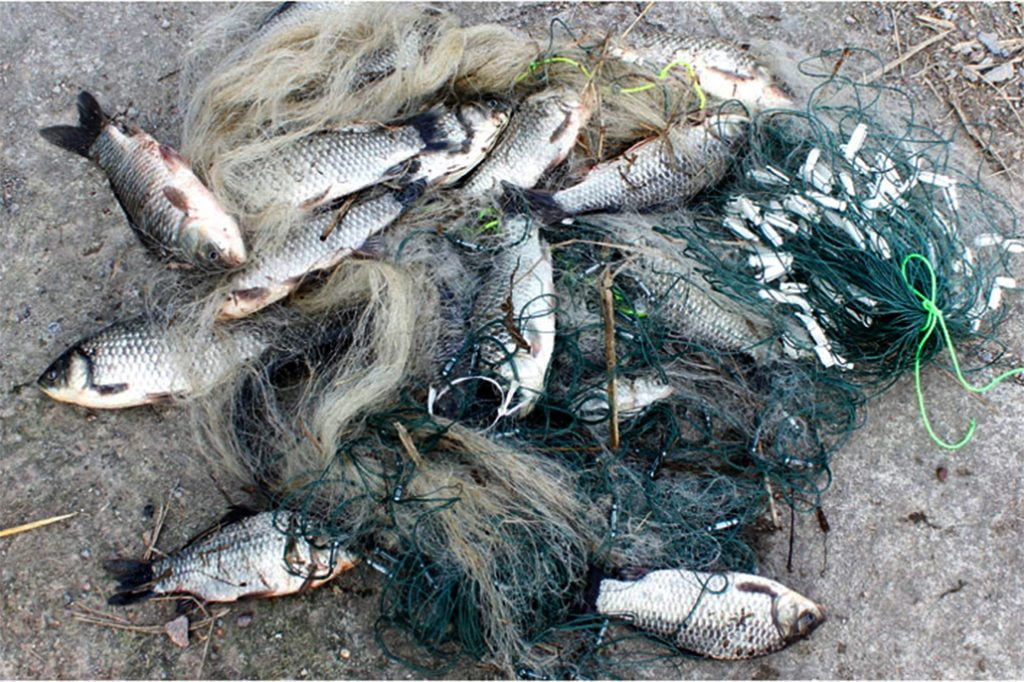 The Fight Against Gillnet Fishing Continues 3