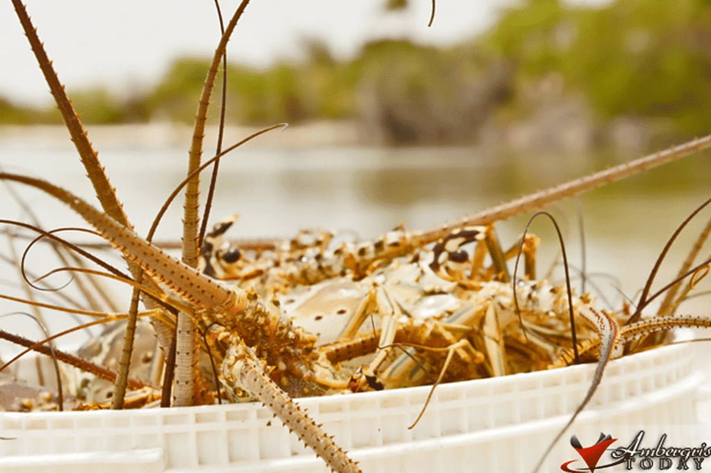 A Time When Fishermen Considered Lobsters a Pest 8