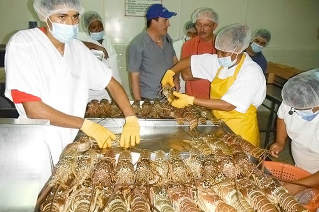 The Fourth Industry of San Pedro 6