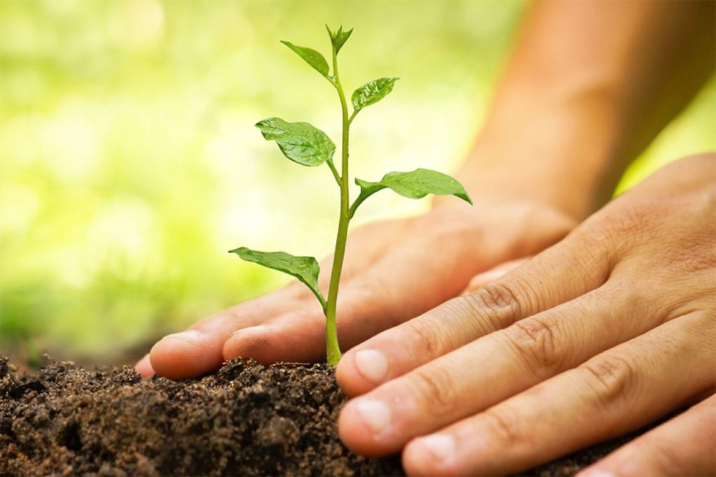 Forest Department Launches Campaign to Plant 10,000 Trees Countrywide 20