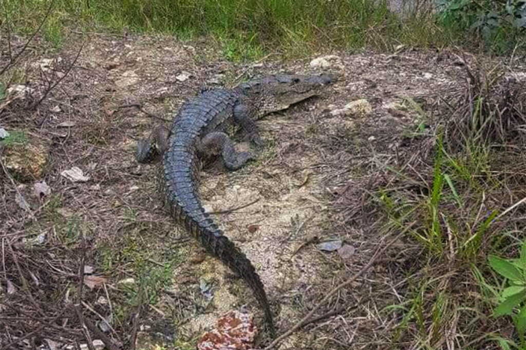How did Freshwater Crocodile End Up in San Pedro? 2