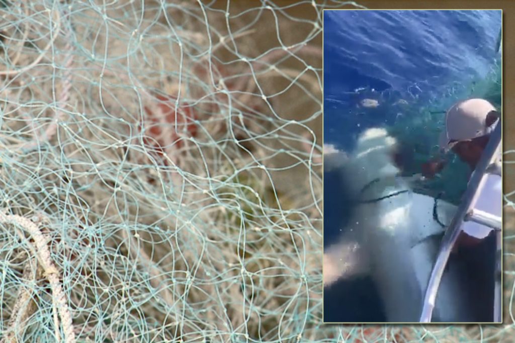 Two Sharks Killed by Illegal Gill Nets 10