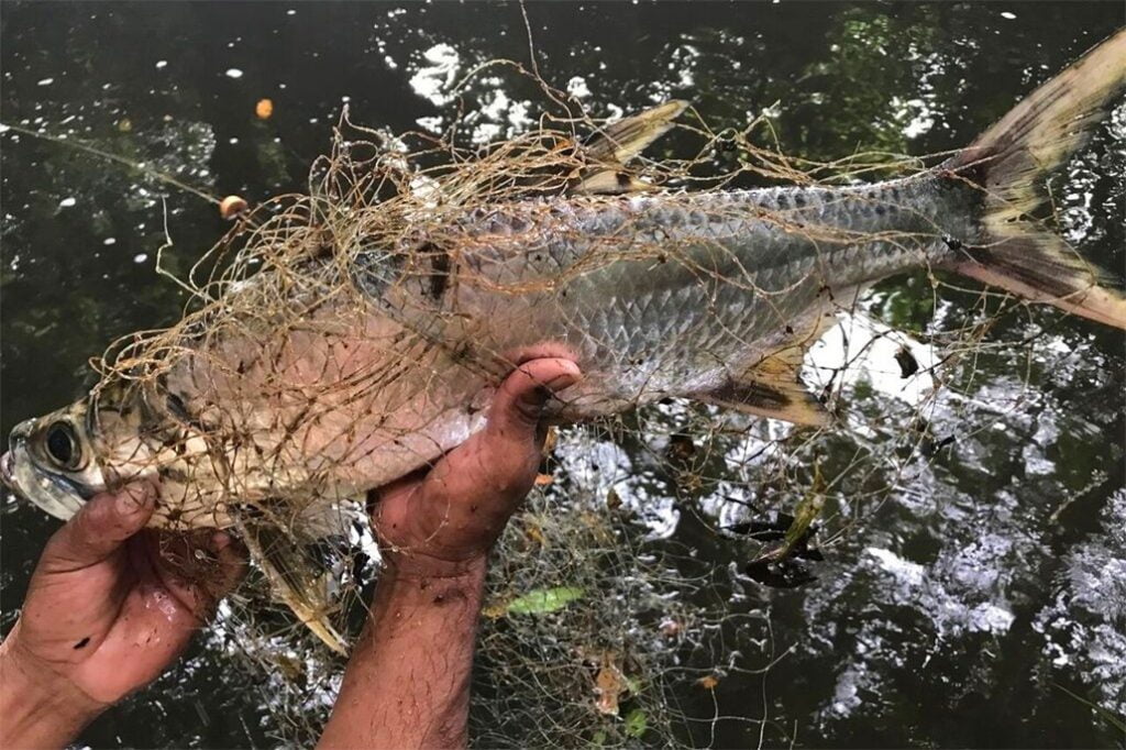 Commercial Fishermen Leading Ban Gillnet Movement in Belize 6
