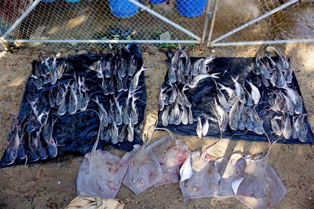 Two Guatemalan Fishermen Caught Fishing Illegally in Southern Belize 24