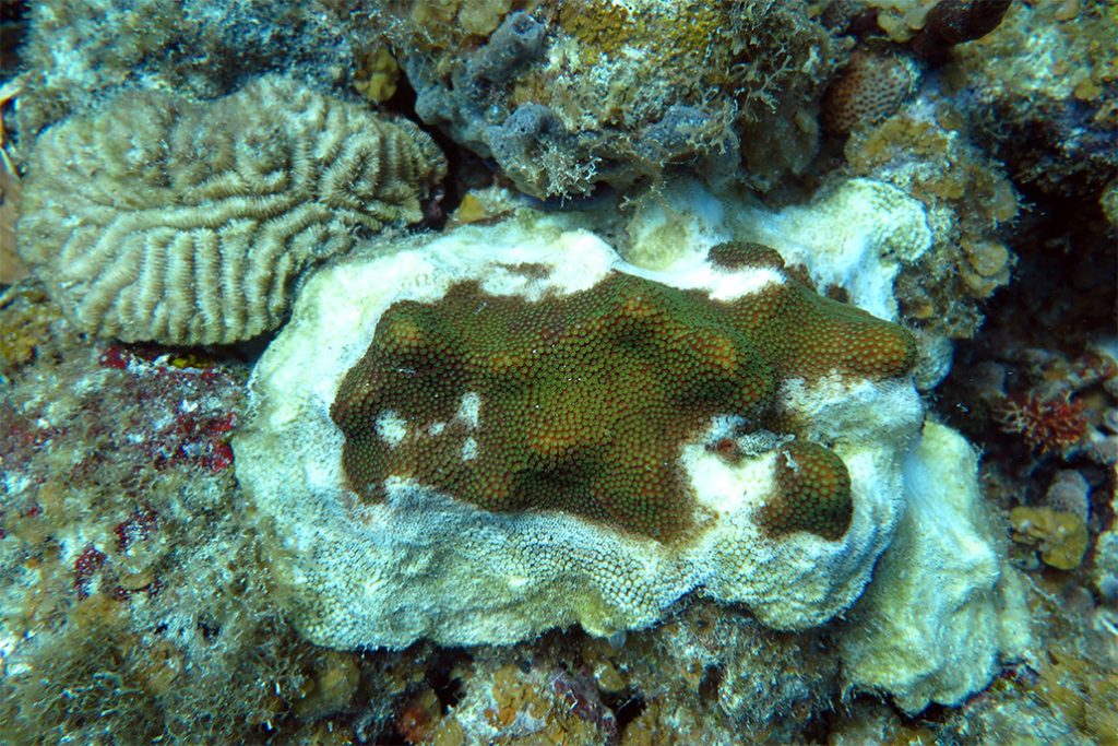 Stony Coral Tissue Loss Disease in Belize 14