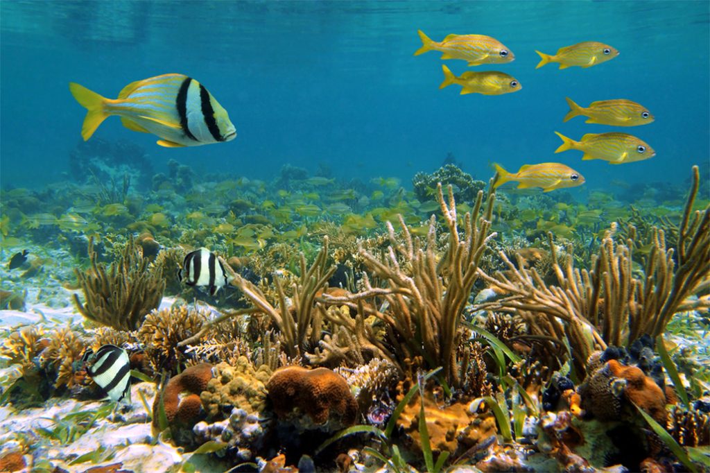 Mesoamerican Reef gets improving bill of health 14