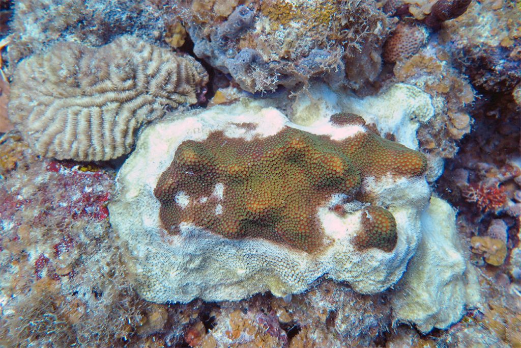 Hol Chan’s Corals are Sick, Locals Administering Antibiotics 23