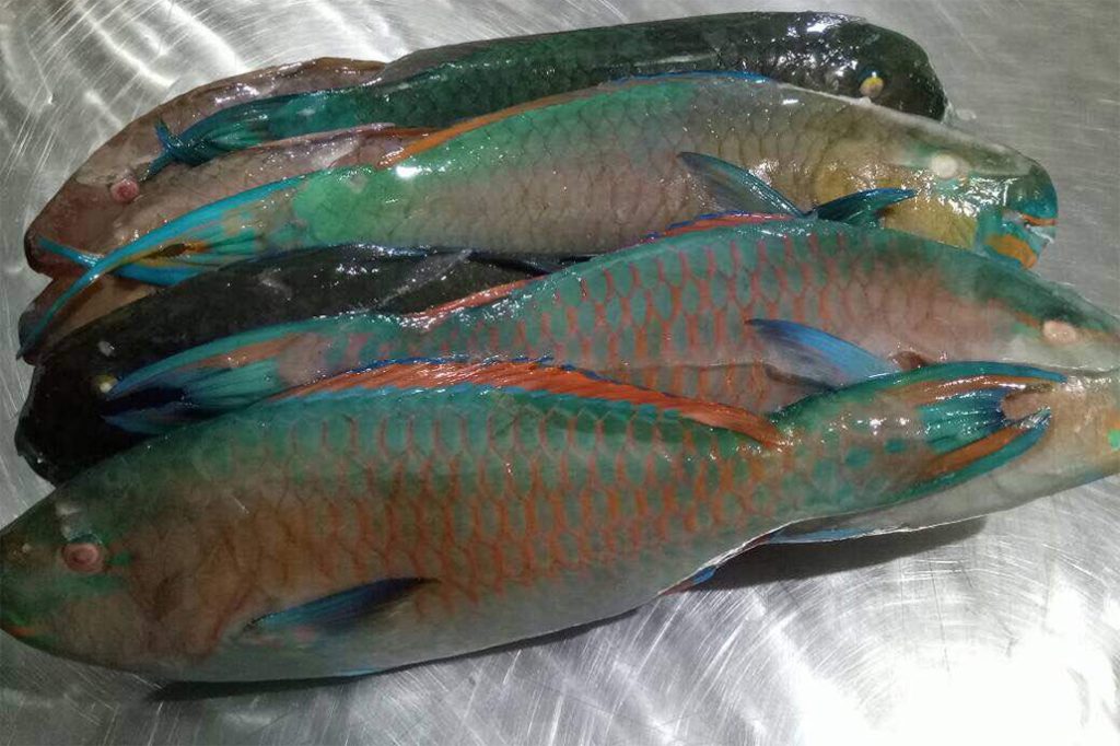 Hol Chan Marine Reserve Charges Fishermen for Fisheries Offenses 2