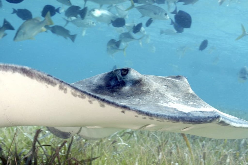Hol Chan Marine Reserve In Dire Need of Monetary Assistance 3