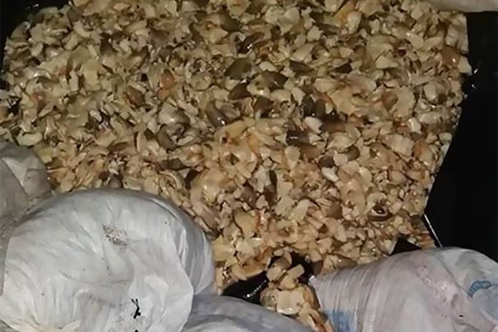 SEA Rangers Make Illegal Product Bust near Reserve in Placencia 7