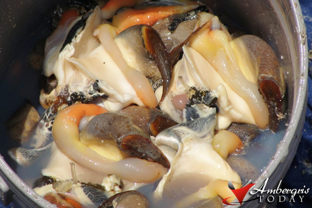 BTIA Congratulates Fisheries Department on Off-Season Conch Bust 21