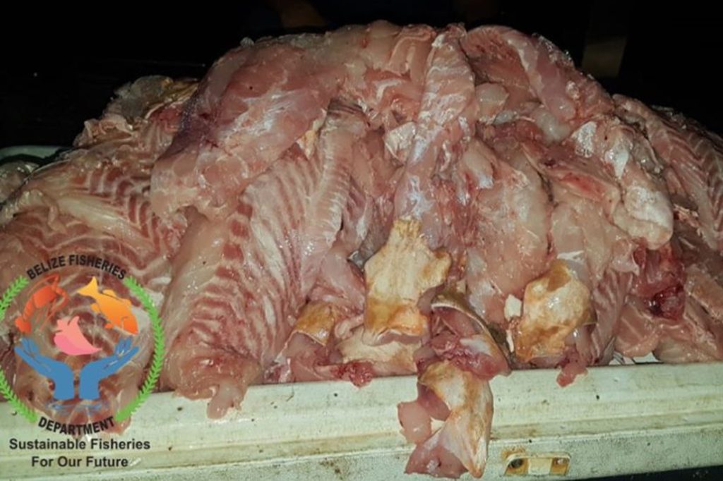 Illegal Harvesting of Nassau Grouper 16