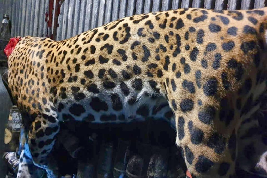 Report of Illegal Poaching of Jaguars 15