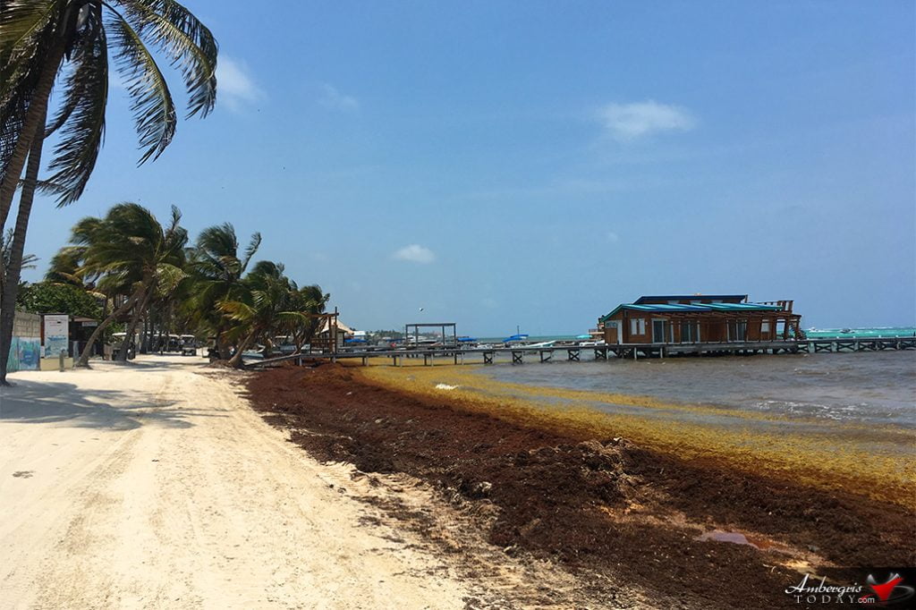 Sargassum Flow Expected Worse Than Last Year 9