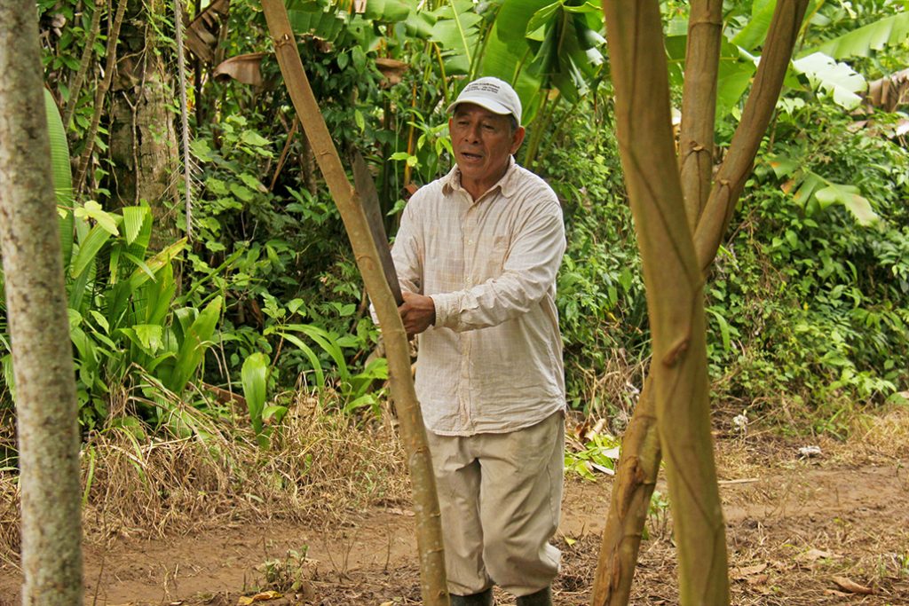 Historical Pruning of Inga Trees in a New Farming System for Belize 14