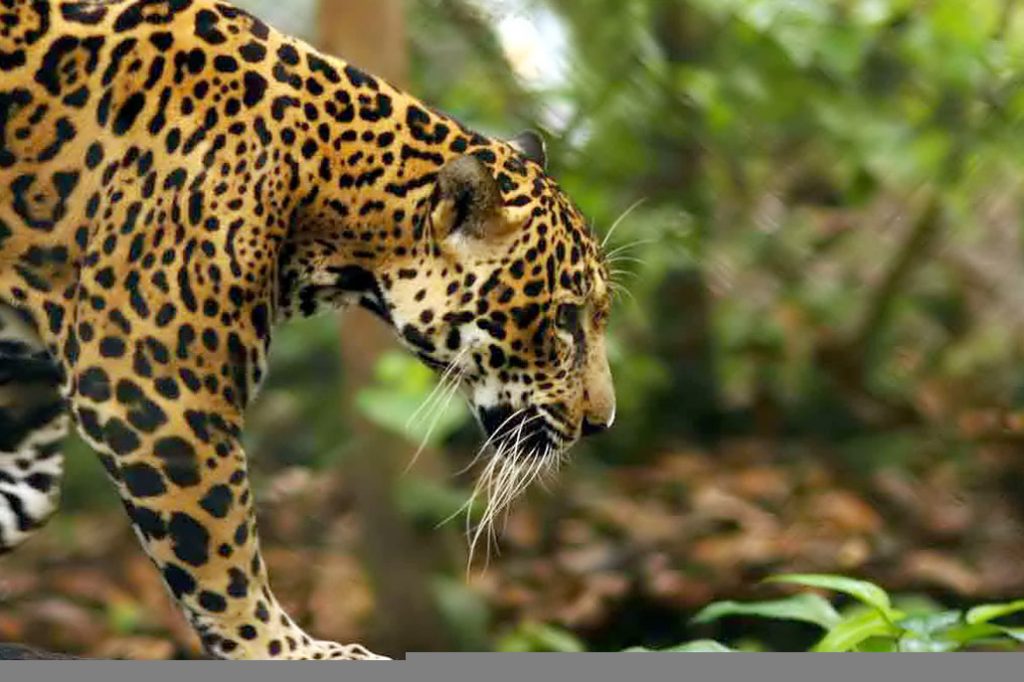 Captured Jaguar Dies of Heat Trauma and Exhaustion 11