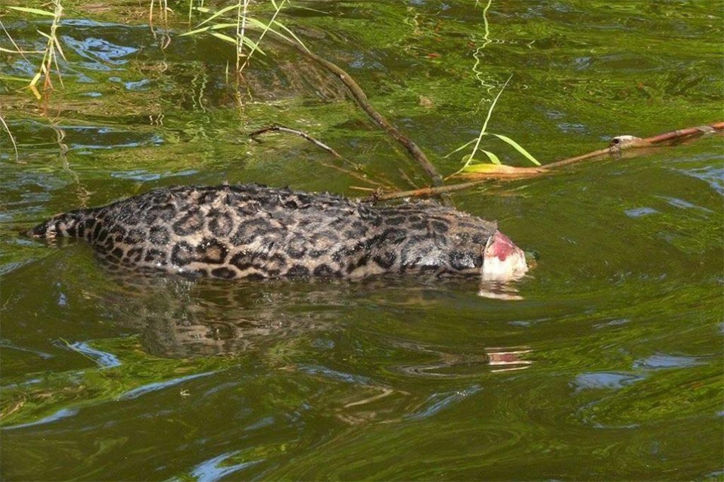 Government of Belize Issues Statement on Killing of Jaguars 27