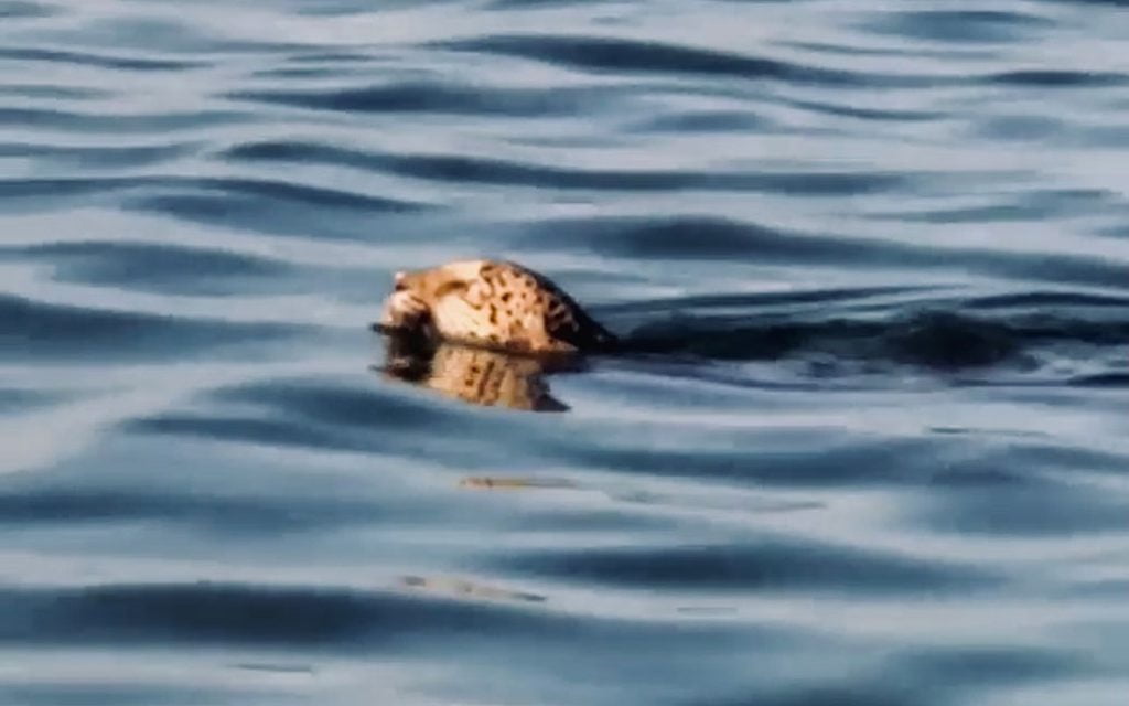 Jaguar Spotted Swimming Across Bacalar Chico Reserve Ambergris Caye 42 Jaguar Spotted Swimming Across Bacalar Chico Reserve Ambergris Caye 16