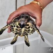 Two Turtles Released Back to the Wild as part of Reef Week 2014