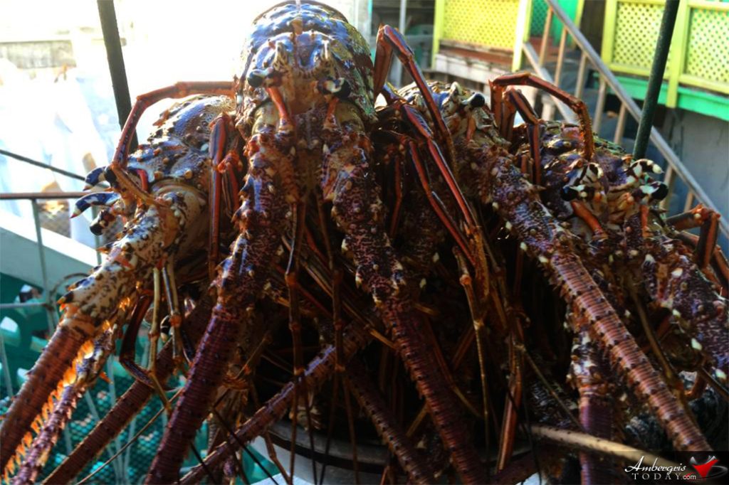 Lobster Season Closure Announcement 9