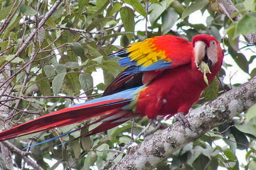 Guatemalan Scarlet Macaw Poacher Injured in Chiquibul National Park 13