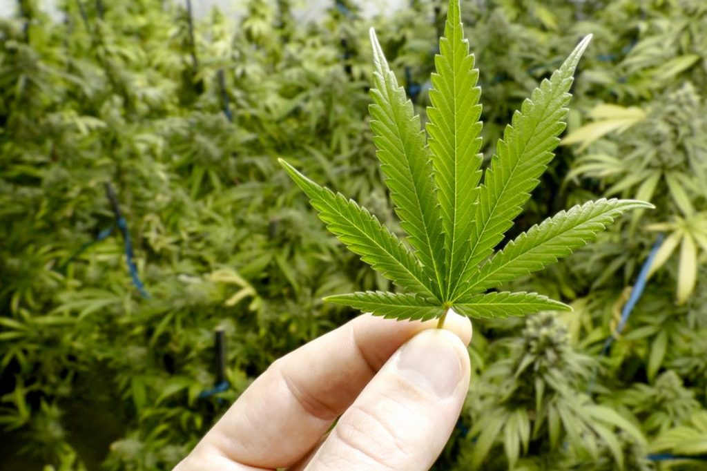 The Politics and Business of Marijuana 24