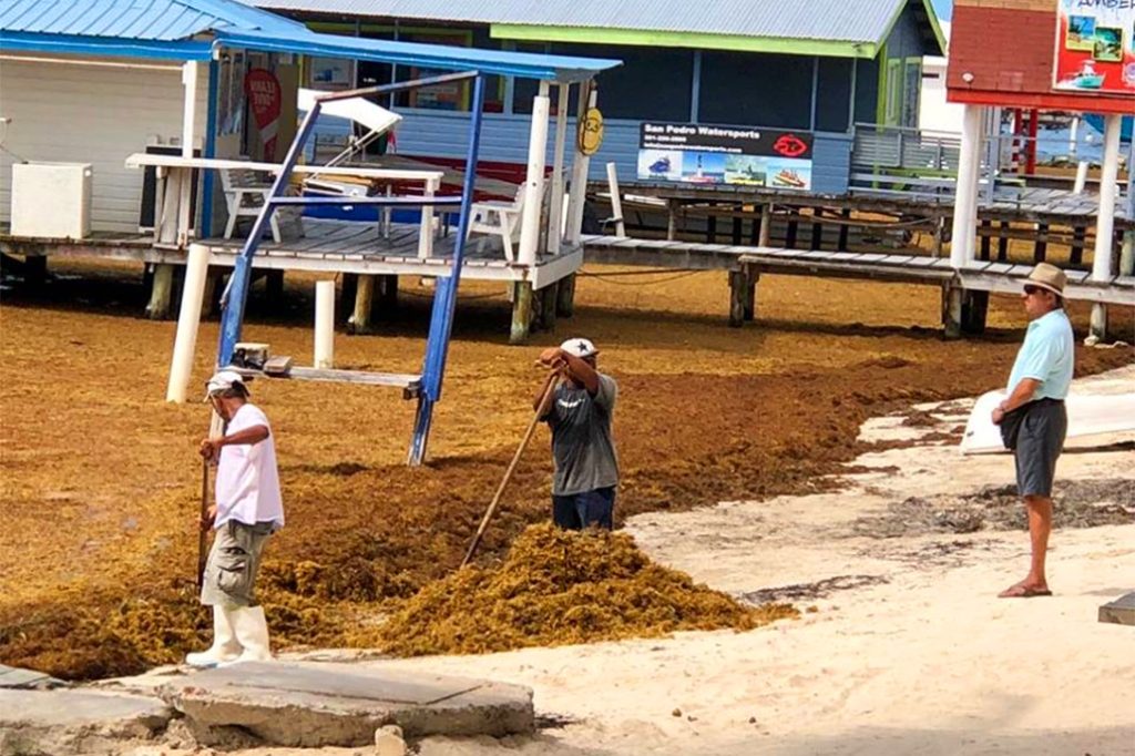 SPTC Declares Sargassum Beaching A Natural Disaster 14
