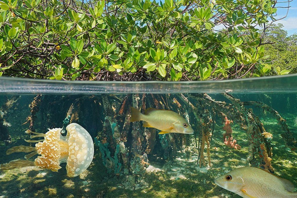 New Mangroves Regulations Emphasizes More on Conservation and Management 17
