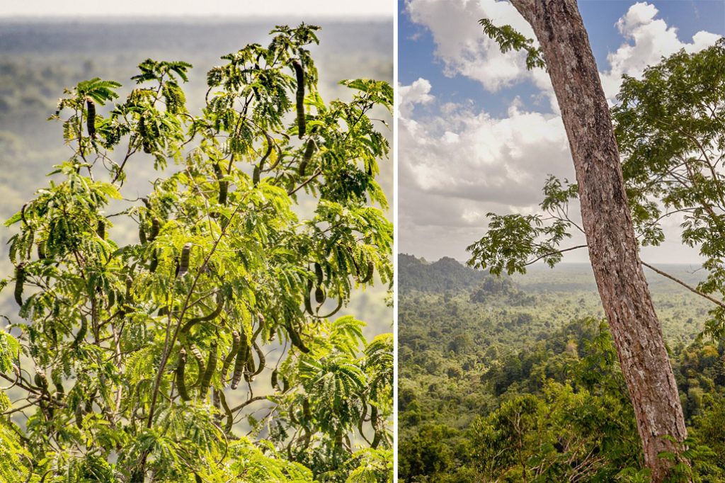 New Tree Species Discovered in Toledo, Belize 24
