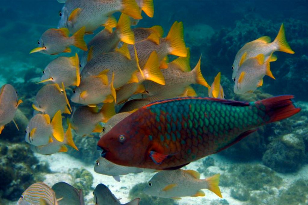 Belize Expands the Size of its Marine Protected Areas 22