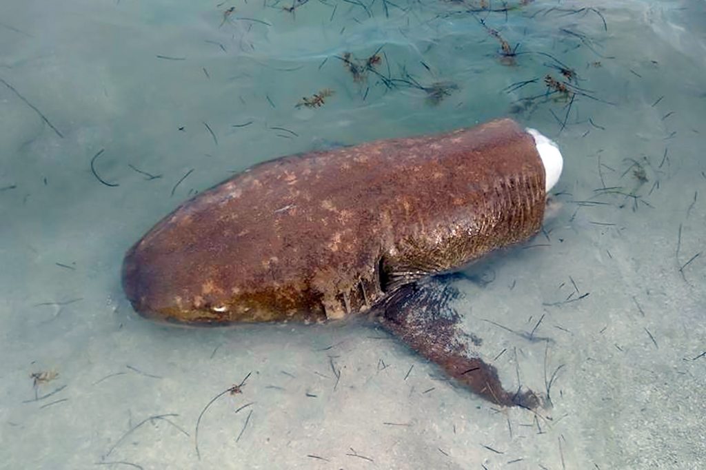 Hol Chan Reports Senseless (Illegal) Killing of Nurse Shark 27