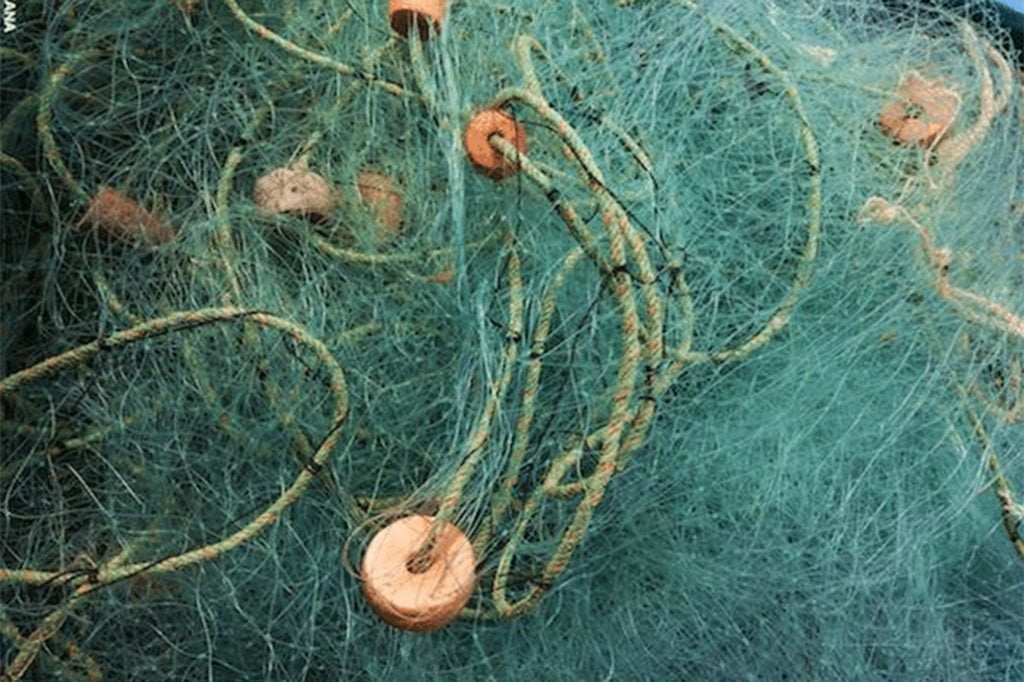 Belize Ban on Gillnets Must Be Decisive Says Oceana 19